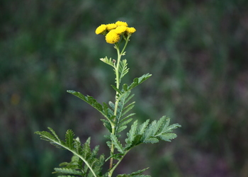 Rainfarn (Tanacetum vulgare) - © Emanuel Trummer